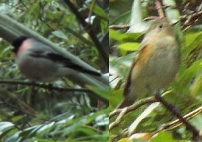 ウソとルリビタキのメス