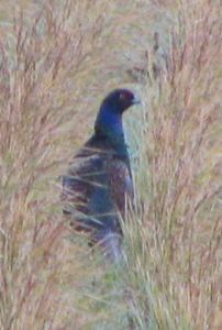 白く曇った田んぼの中のキジ