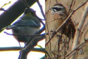 陽光を浴びるシジュウカラとホオジロ