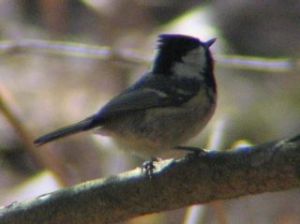 向きを違えたシジュウカラ