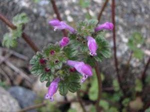 ホトケノザの花