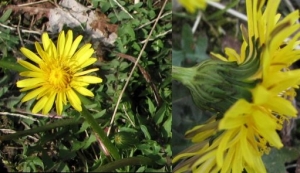 日本のタンポポ