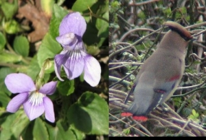 スミレとヒレンジャク