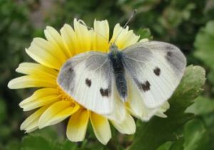 翅を広げたモンシロチョウ