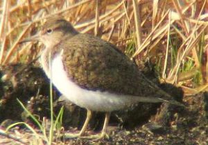 イソシギのうちの1羽