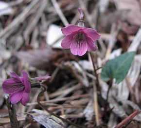 色合いが今ひとつのシハイスミレの写真