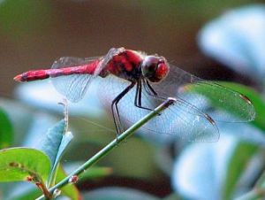ナンテンの枝先にとまったナツアカネ