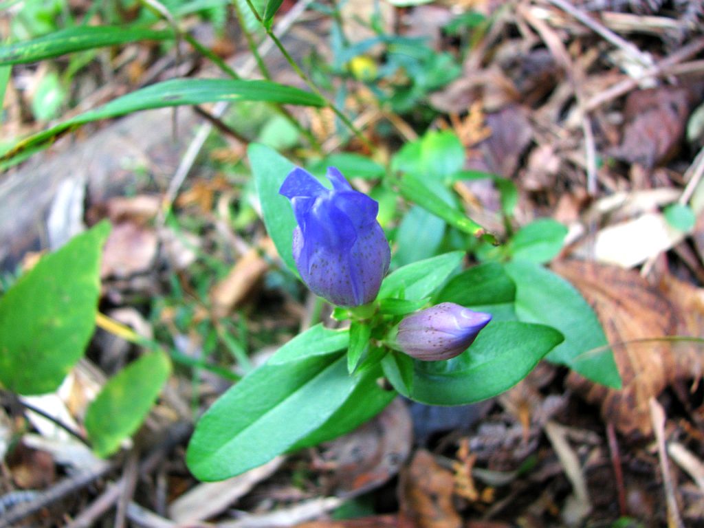 リンドウの開きかけ（北の山の参道）