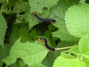 カラムシを食い荒らすエダシャクの幼虫 カラムシを食い荒らすエダシャクの幼虫
