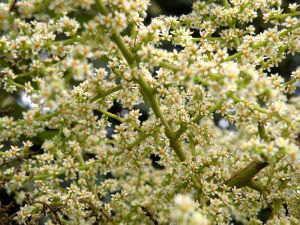 ヌルデの花満開 ヌルデの花満開