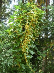 からみついたカエデドコロのおいしそうな花 からみついたカエデドコロのおいしそうな花