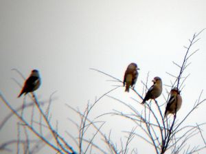 シメ4羽(見ればわかる) シメ4羽(見ればわかる)