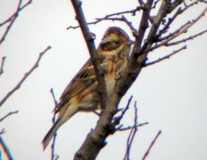 カシラダカ カシラダカ