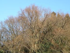 冬枯れの山 冬枯れの山