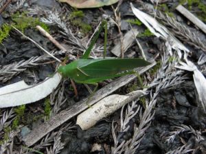 クツワムシかも