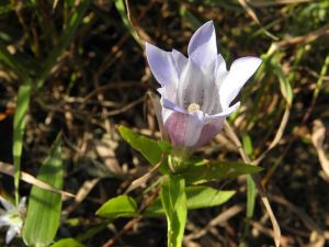 東の山のリンドウ