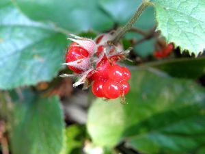 冬イチゴ（キイチゴ）