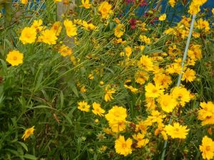 オオキンケイギク オオキンケイギク