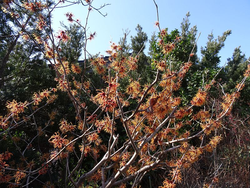 マンサクの花