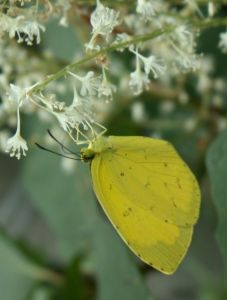 イタドリの小さな花で吸蜜するキチョウ