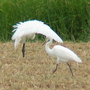 チュウサギのディスプレイの一部