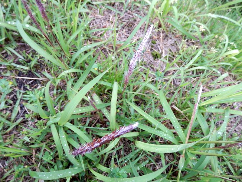 茅（チガヤ）の穂