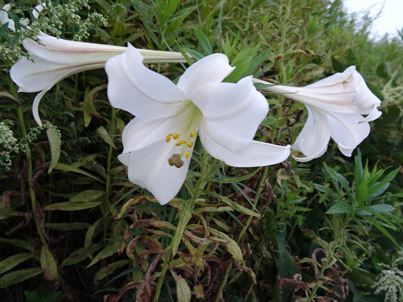 ユリの花